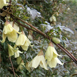 Clematis Cirrhosa Jingle Bells